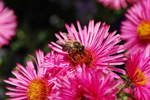 une abeille sur une fleur rose