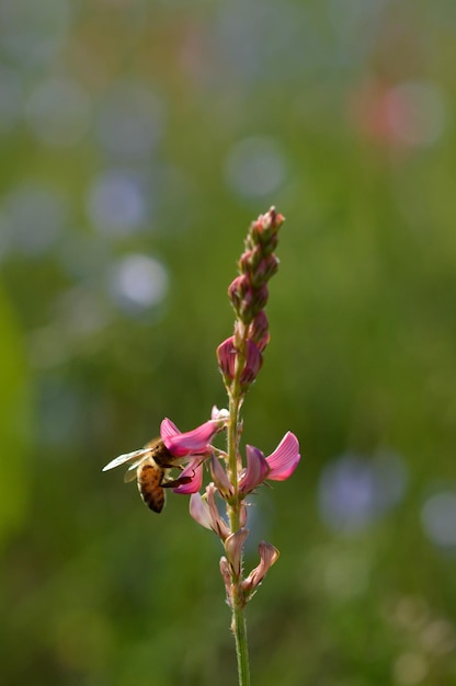 Abeille sur une fleur sauvage rose dans la pollinisation de la nature