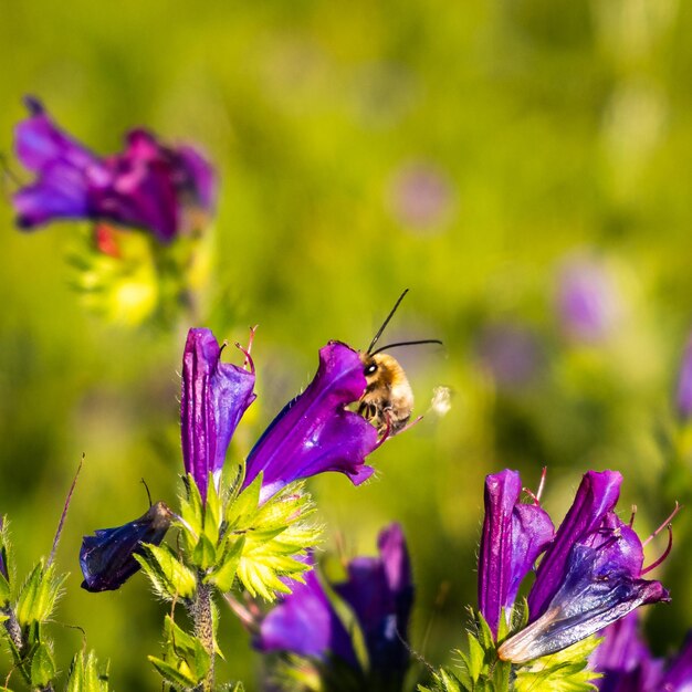 Une abeille sur une fleur violette avec un fond vert.