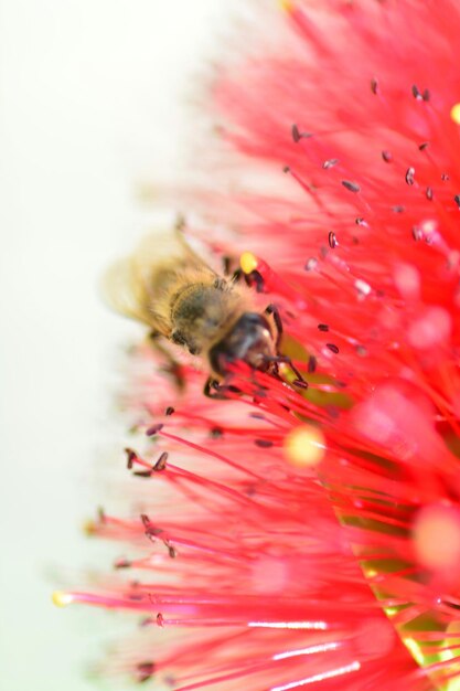 Photo l'abeille sur la fleur violette