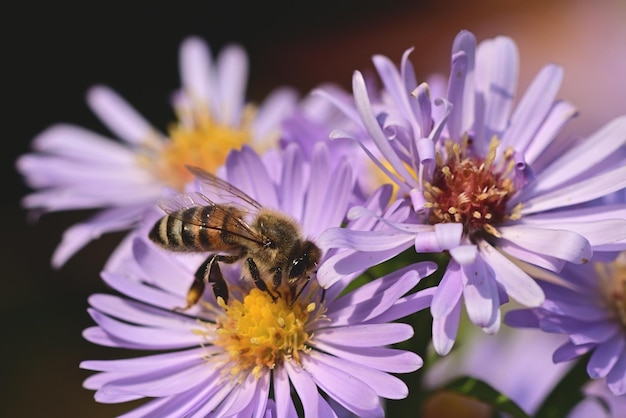 Une abeille sur une fleur violette