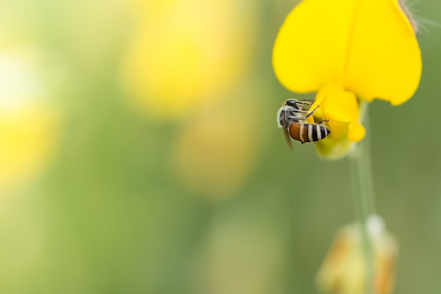 Abeille sur une fleur