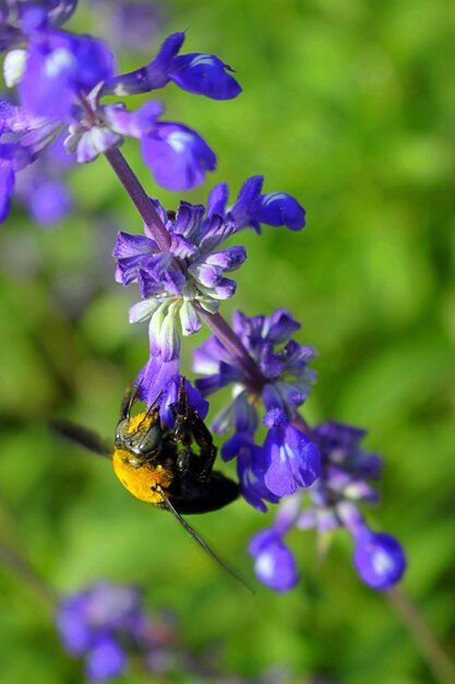 Une abeille en fleur