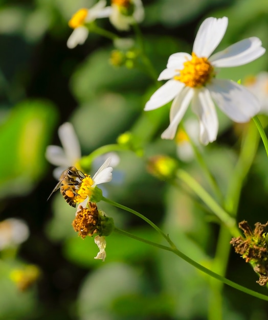 Abeille sur fleur.