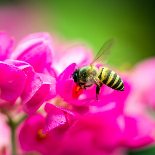 abeille sur fleur