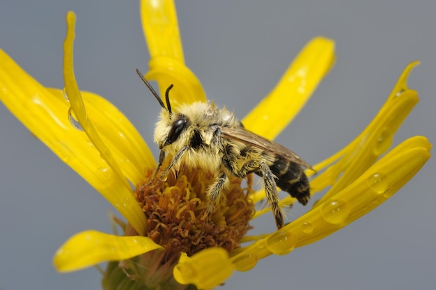 une abeille sur une fleur