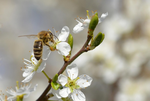 abeille sur une fleur