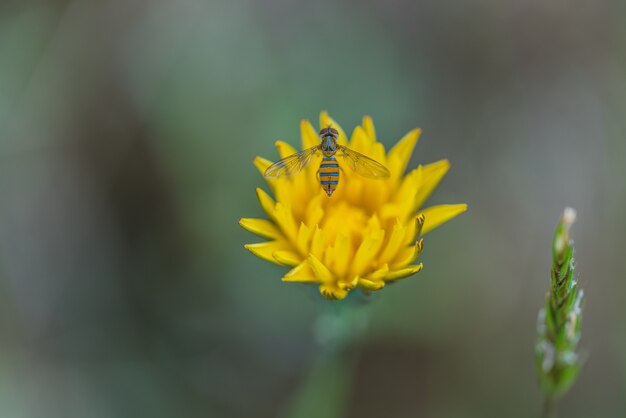 Abeille sur fleur