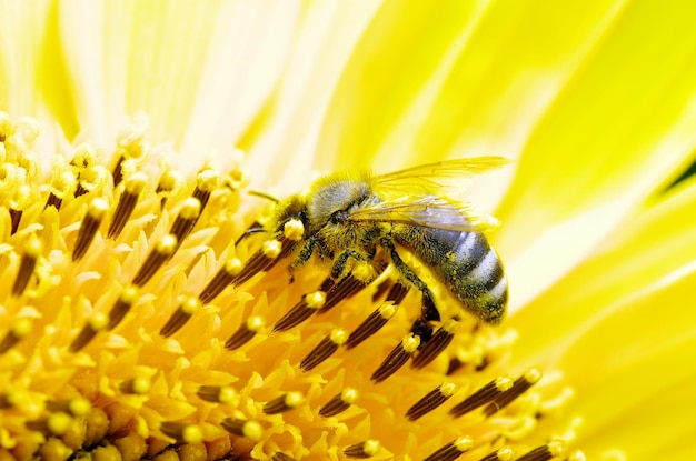 abeille sur une fleur