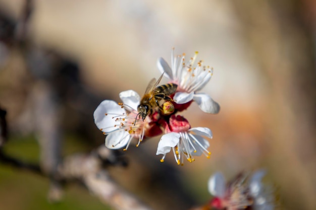 Abeille sur les fleurs d'abricot de printemps