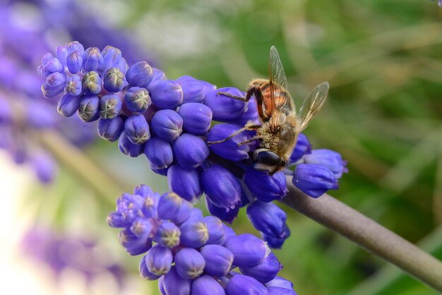 Abeille sur les fleurs au printemps