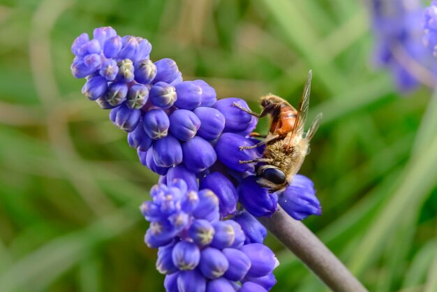 Abeille sur les fleurs au printemps