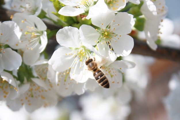 Abeille sur les fleurs blanches se bouchent