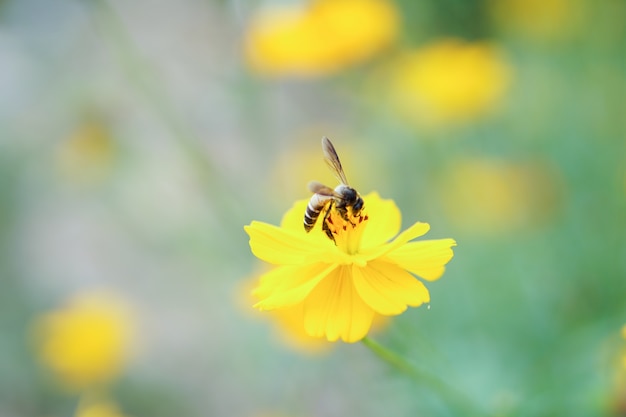 Abeille sur les fleurs jaunes.