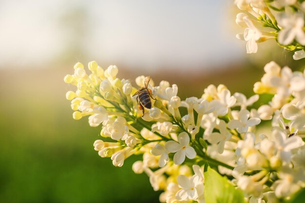 Une abeille sur des fleurs de lilas blancs