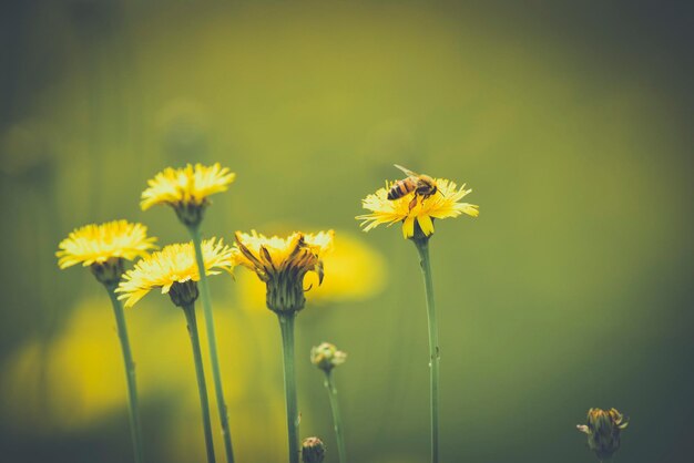 Abeille sur des fleurs sauvages dans le champ de la pampa Patagonie Argentine