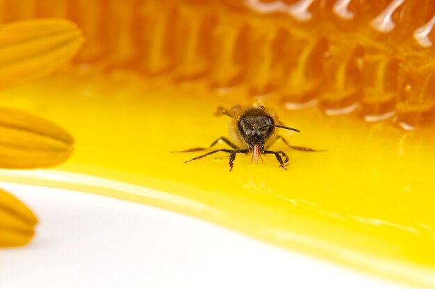 Abeille sur fond de nid d'abeille frais. insectes et aliments vitaminés biologiques