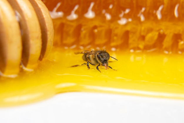 Abeille sur fond de nid d'abeille frais. insectes et aliments vitaminés biologiques