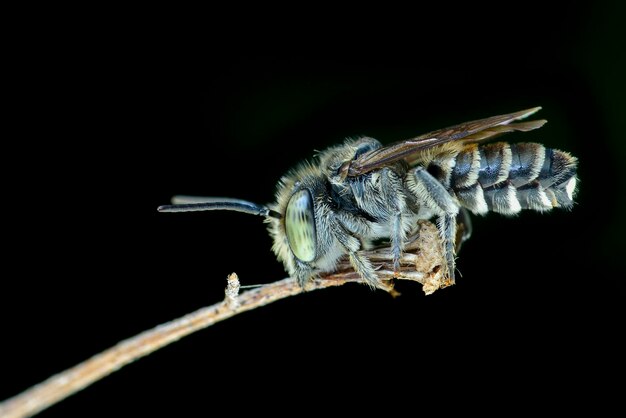 abeille sur fond noir