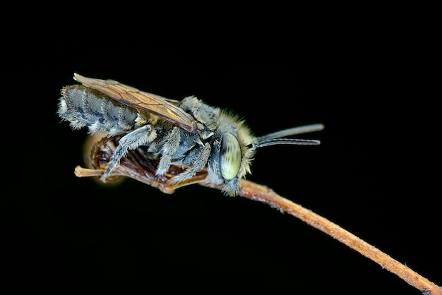 abeille sur fond noir