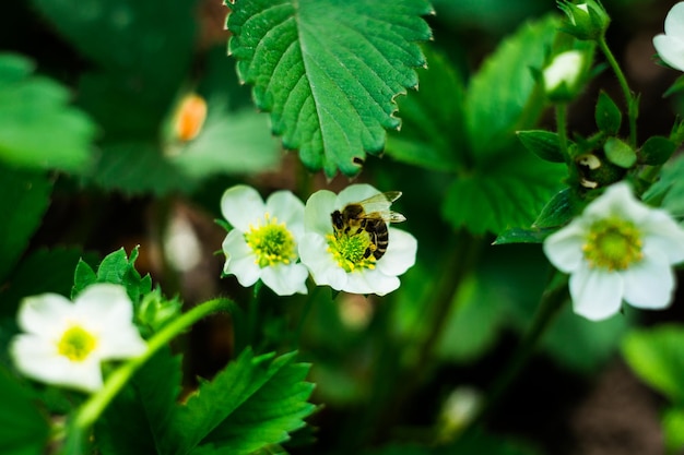 Abeille sur une fraise de fleur blanche dans le jardin