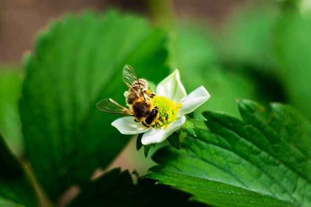 Abeille sur une fraise de fleur blanche dans le jardin