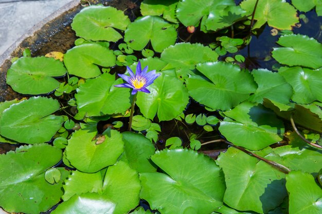 Abeille gardant le grain de pollen comme une fleur de lotus, mise au point sélective.