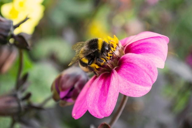 Abeille sur un gros plan de fleur rose en arrière-plan