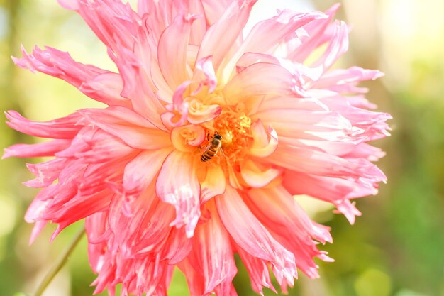 Abeille gros plan sur fleur rose