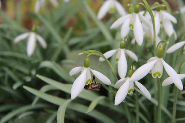 Une abeille insecte recueille le nectar d'un perce-neige. Premier plan net. Derrière le flou