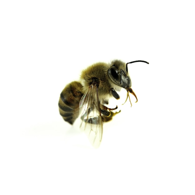 Abeille isolée sur le blanc.