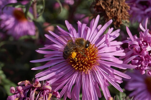 L'abeille (lat. Anthophila) recueille le nectar et le pollen des fleurs de l'aster vivace.