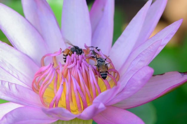 Photo abeille et lotus pourpres