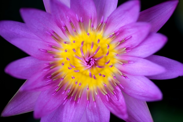 Abeille sur lotus