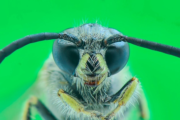 abeille macro extrême