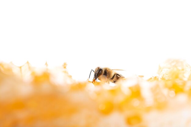 Abeille mangeant du miel avec sa langue Vue à travers des morceaux de nid d'abeille