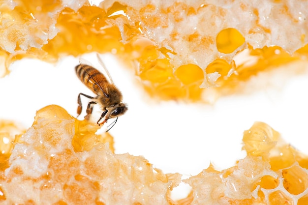 Abeille mangeant du miel avec sa langue Vue à travers des morceaux de nid d'abeille