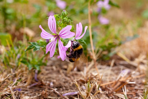 Abeille sur une mauve