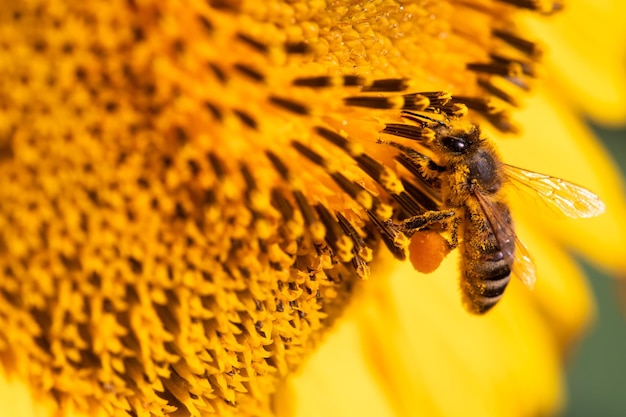 L'abeille de Medoza se nourrit du nectar de tournesol