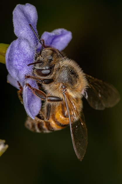 L'abeille mellifère occidentale adulte de l'espèce Apis mellifera pollinisant duranta erecta