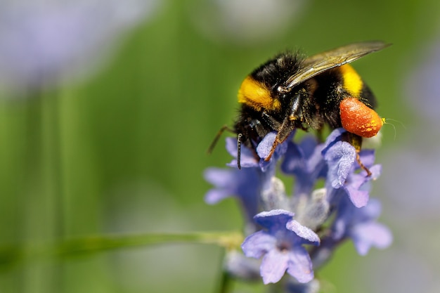 Abeille à miel assis sur la fleur violette de lavande