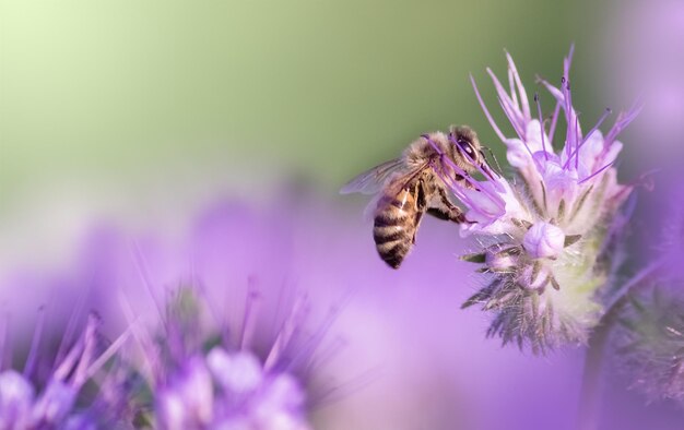 Abeille à miel assise sur l'espace de copie de fleur violette