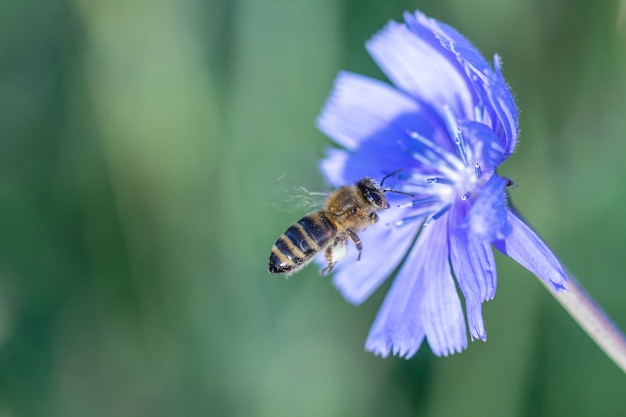 Abeille à miel jaune et noire pollinisant une fleur sauvage bleue