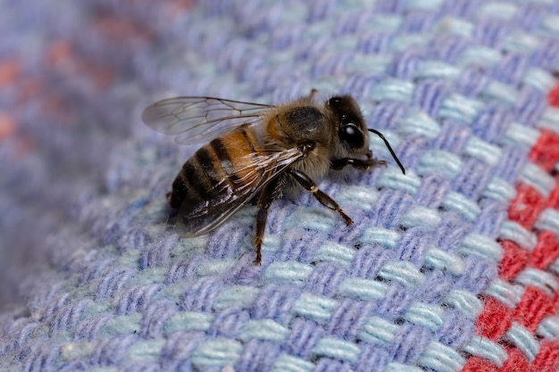 Abeille à miel de l'Ouest de l'espèce Apis mellifera