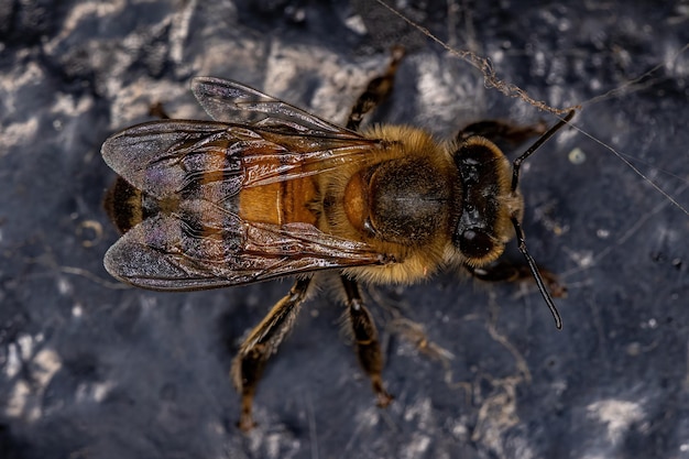 Abeille à miel de l'Ouest femelle adulte