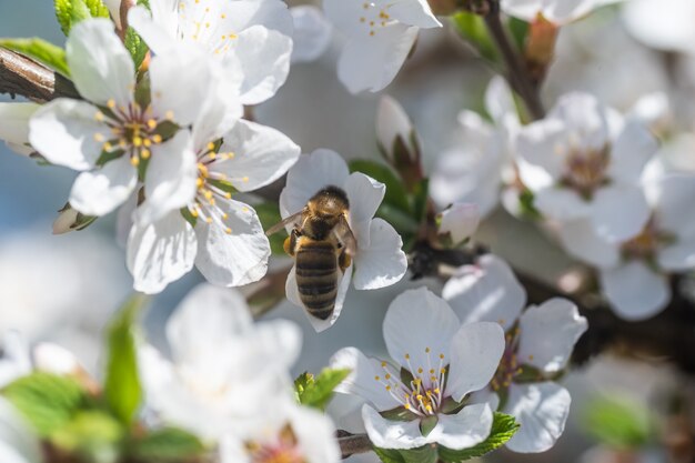 Abeille à miel récoltant le pollen de Cherry Blossom