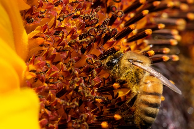 Abeille à miel récolter le nectar