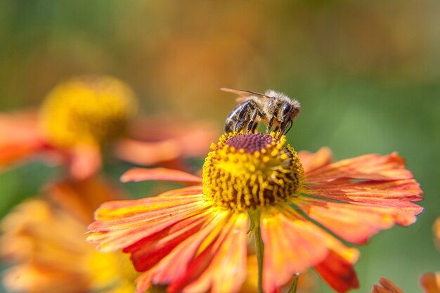 abeille à miel recouverte de nectar de boisson au pollen jaune, fleur d'oranger pollinisateur. la vie des insectes