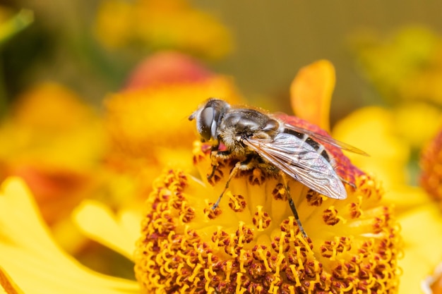 Abeille à miel recouverte de pollen jaune boit du nectar fleur pollinisatrice Inspiration florale naturelle printanière ou estivale fond de jardin fleuri Vie des insectes Macro extrême gros plan mise au point sélective