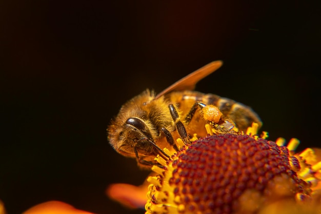 Abeille à miel recouverte de pollen jaune boit du nectar fleur pollinisatrice Inspiration florale naturelle printanière ou estivale fond de jardin fleuri Vie des insectes Macro extrême gros plan mise au point sélective